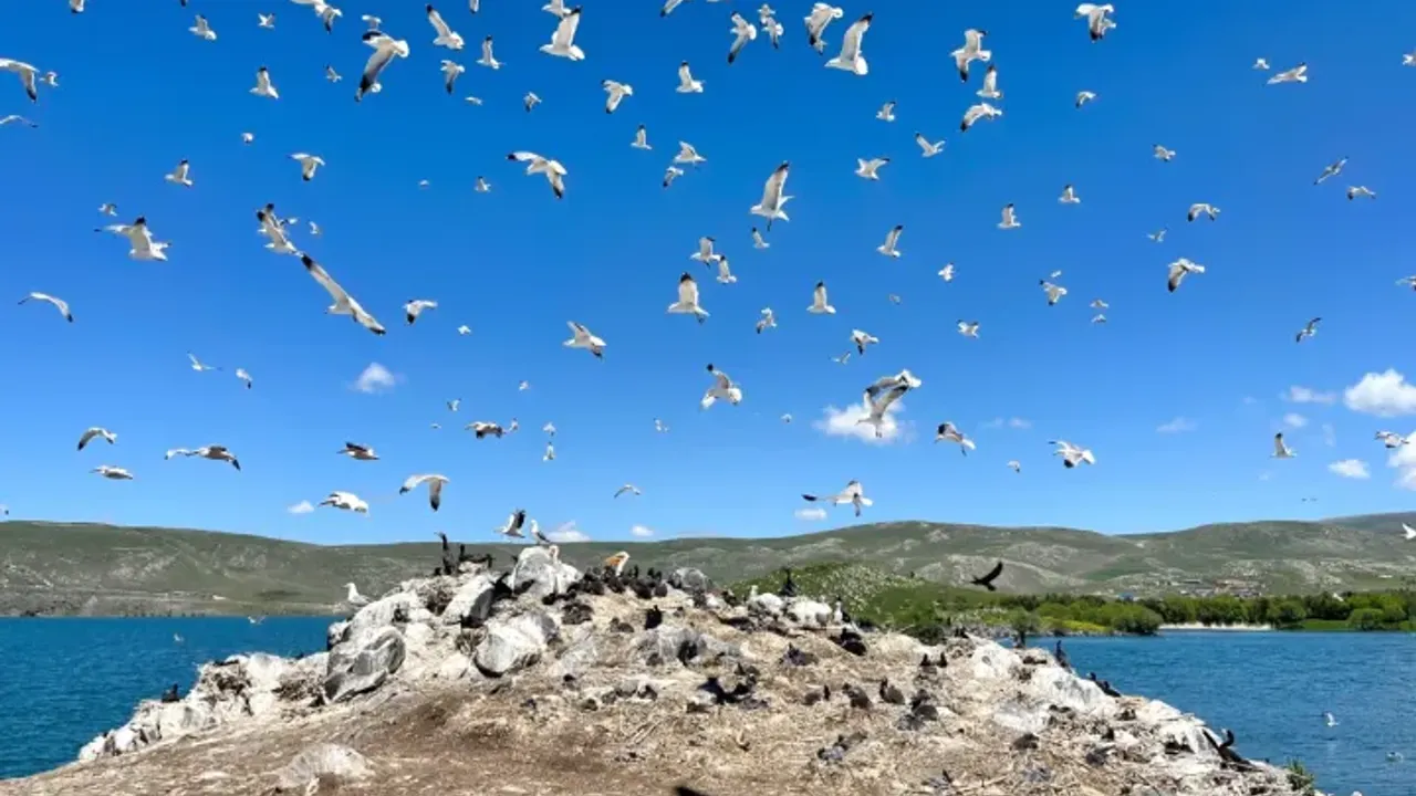 Çıldır Gölü, kuş cennetine döndü