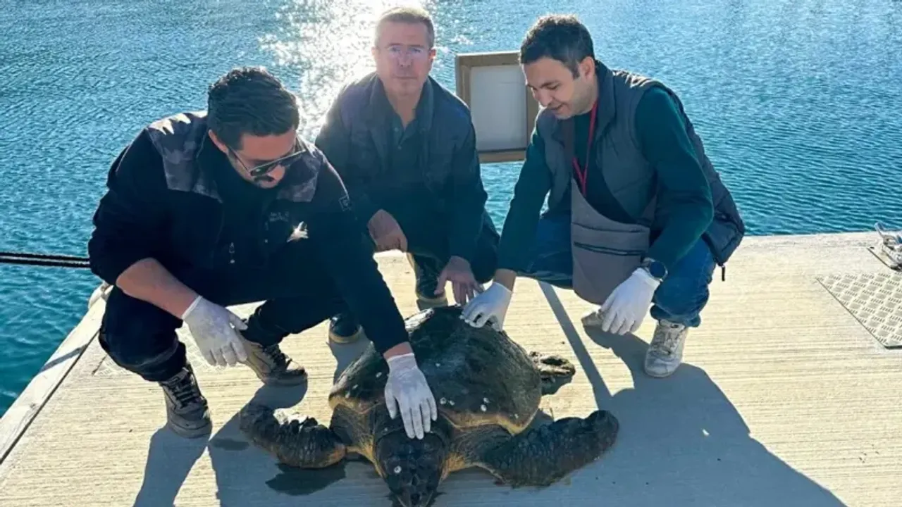 Caretta caretta tedaviye alındı