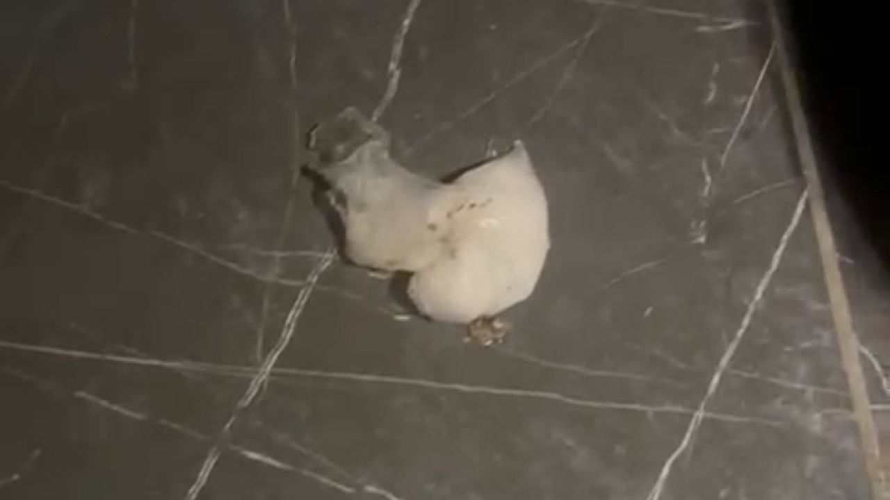 Polisten kaçan uyuşturucu şüphelisi  tuvalette yakalandı