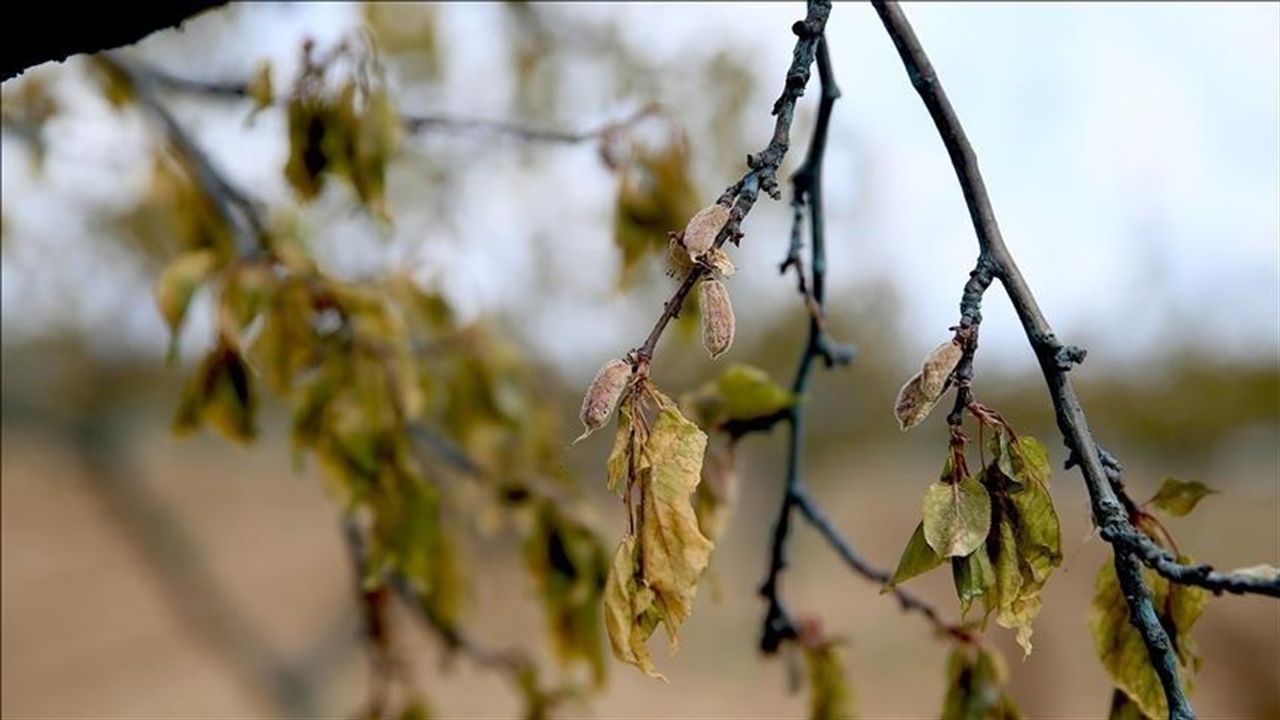 Bakan duyurdu: Zirai dondan etkilenen üreticilere destek ödemesi yapılacak