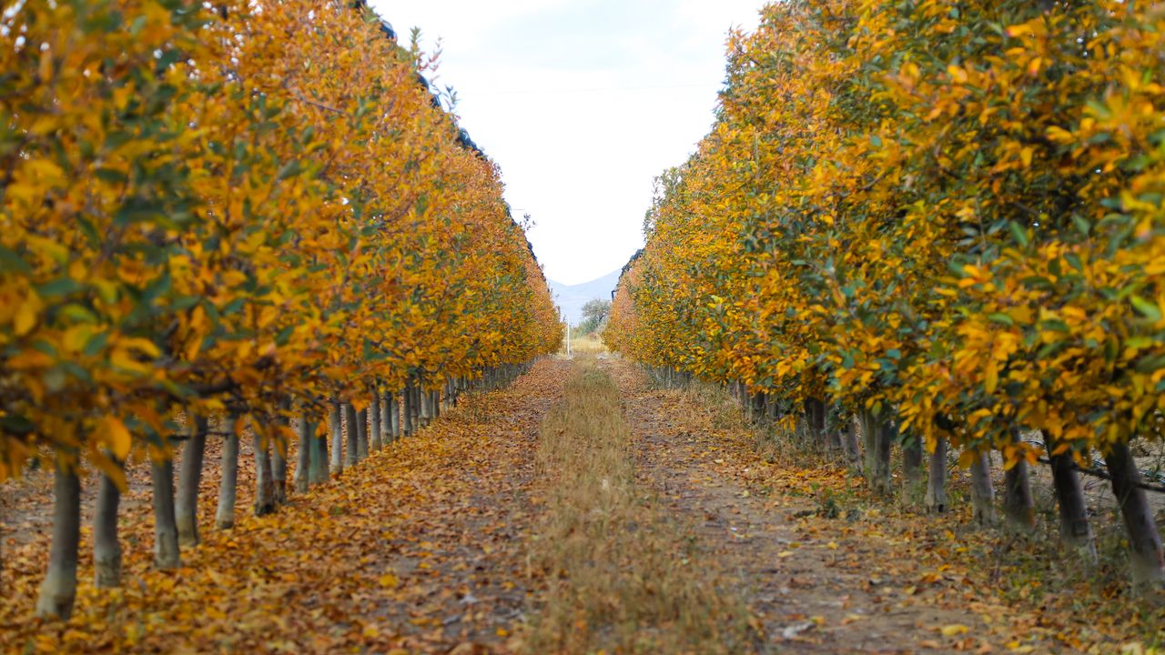 Karaman'da elma bahçeleri sonbaharla birlikte renk cümbüşüne dönüştü