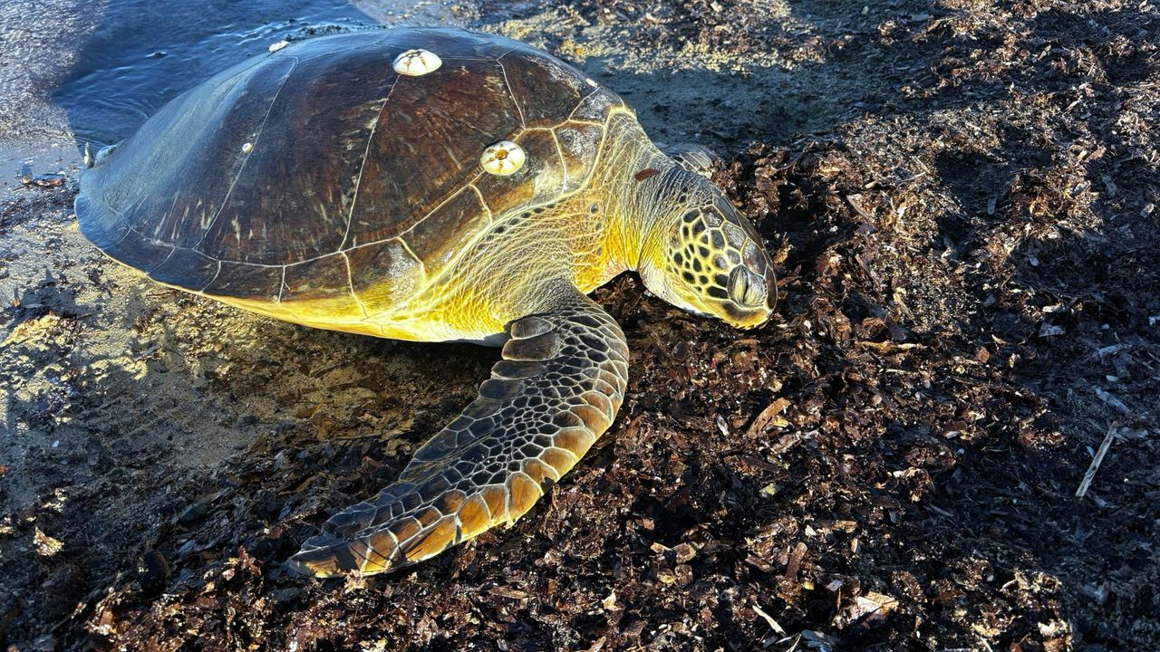 Gelibolu'nda caretta caretta kaplumbağa kıyıda ölü bulundu