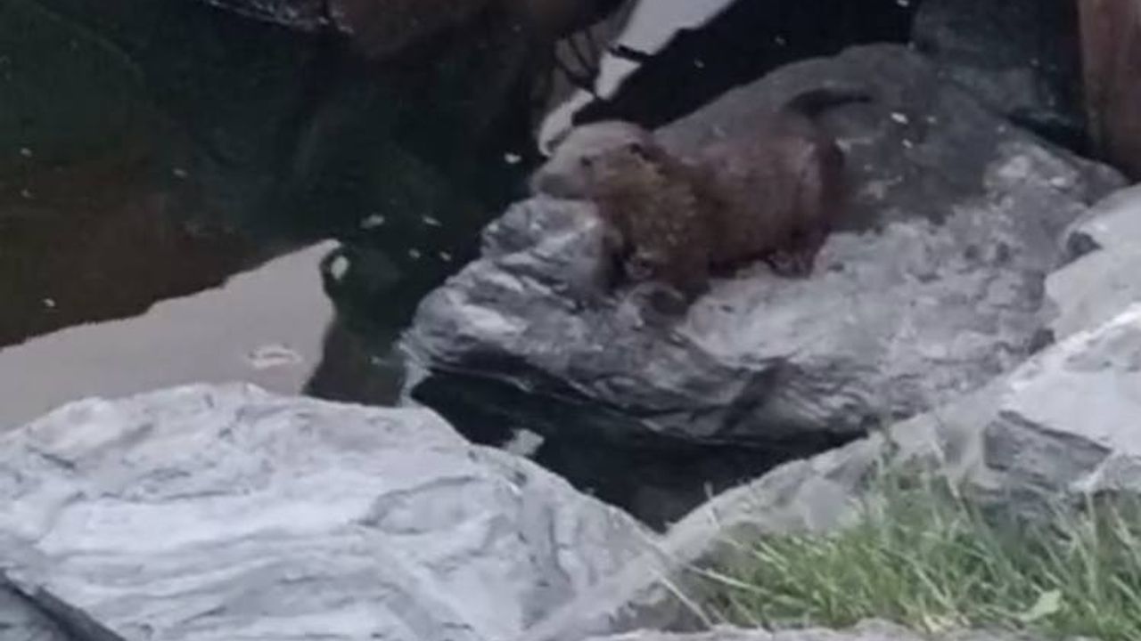 İstanbul'da su samuru görüldü