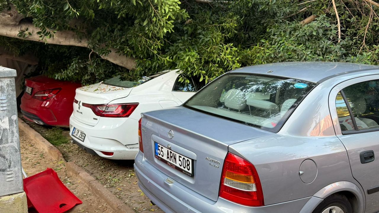 Otomobillerin üzerine devrilen ağaç hasara neden oldu