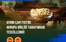 Aydın Çam Fıstığına AB'den onay