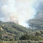 Manisa'da ormanı alevler sardı!