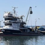 Tekirdağ'da palamut coşkusu