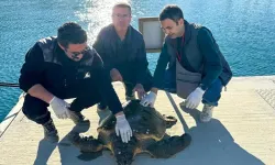 Caretta caretta tedaviye alındı