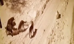 Kurtlar, mahalle ve köylere indi
