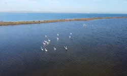 Çanakkale'de kuş popülasyonu arttı