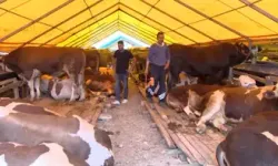 1 Ton 400 Kiloluk Boğa 'Yusuf' 420 Bin TL’den Satışta