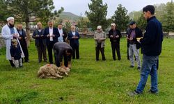 Çankırı Dodurga'da şükür kurbanı etkinliği