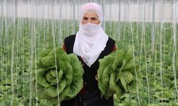 Erzincan’da seralarda yetişen marulun hasadına başlandı