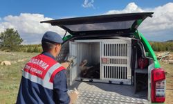 yaralı leylek koruma altında