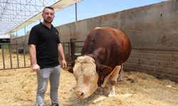 1,5 Tonluk  'Poyraz', Alıcısını Bekliyor