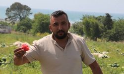 Adana’da karpuz hasadı başladı