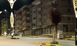 Başına poşet takılan çakal kurtarıldı