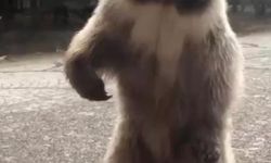 Bozayı Akşam Karpuz Yedi, Sabah Geri Döndü