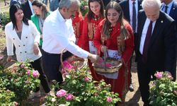 Edirne gülü için törenli hasat