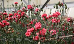 Karanfilde Fusarium Hastalığına Karşı Yerli Çözüm