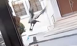 Karganın yumurta hırsızlığı kamerada