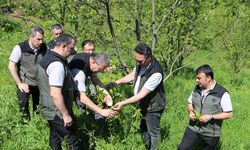 Kestaneyi Kurtarma Mücadelesi Başladı