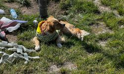 Köpek Çocuğu Isırdı