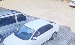 Ölen kedinin annesi başından ayrılmadı