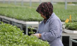Ürettikleri fide ve tohumları yurt dışına ihraç ediyorlar