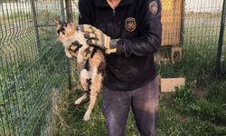 Bina Boşluğuna Düşen Kedi İçin İtfaiye Seferber Oldu