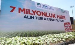 Çubuk Belediyesi fide dağıttı