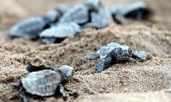 Caretta Caretta’ların ilk yuvaları Belek’te görüldü