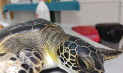 Deniz kaplumbağalarının tedavisi tamamlandı