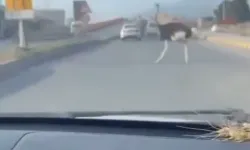 Deve kuşu ortalığı birbirine kattı
