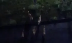 Köpek saldırısından çocuğu kurtardı