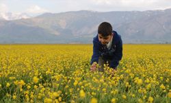 Hakkari çiçeklerle renklendi