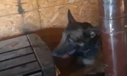 Hint keneviri yetiştiren kişilere gözaltı