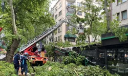 Kafenin üzerine ağaç devrildi