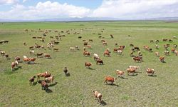 Kars'tan Türkiye'nin her yerine kurbanlık gönderiliyor