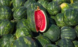 Adana’da karpuz hasadı başladı