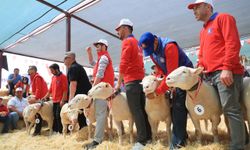 Kayseri'de koyun güzellik yarışması düzenlendi
