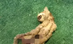 İç organları çıkarılmış 2 kedi için polis inceleme başlattı