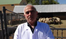 Araştırma merkezinde yetiştirilen koyunlar satışa çıktı