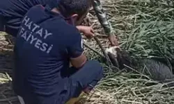 Hatay'da çamura saplanan kurbanlıklar kurtarıldı