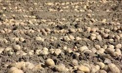 Nevşehir'de Patates Siğili Karantinası Kaldırıldı