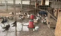 Sakarya’da 102 egzotik hayvan ele geçirildi