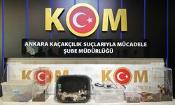 Satışı yasaklı egzotik hayvan operasyonu