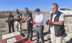 Ankara'da kınalı keklikler doğaya bırakıldı