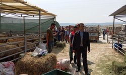 Beypazarı Kaymakamı Yılmaz'dan Hayvan Pazarı İncelemesi
