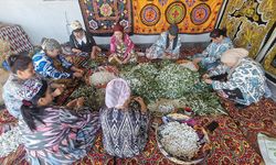 Özbekistan'da Ev Kadınları İpek Böceği Yetiştiriyor